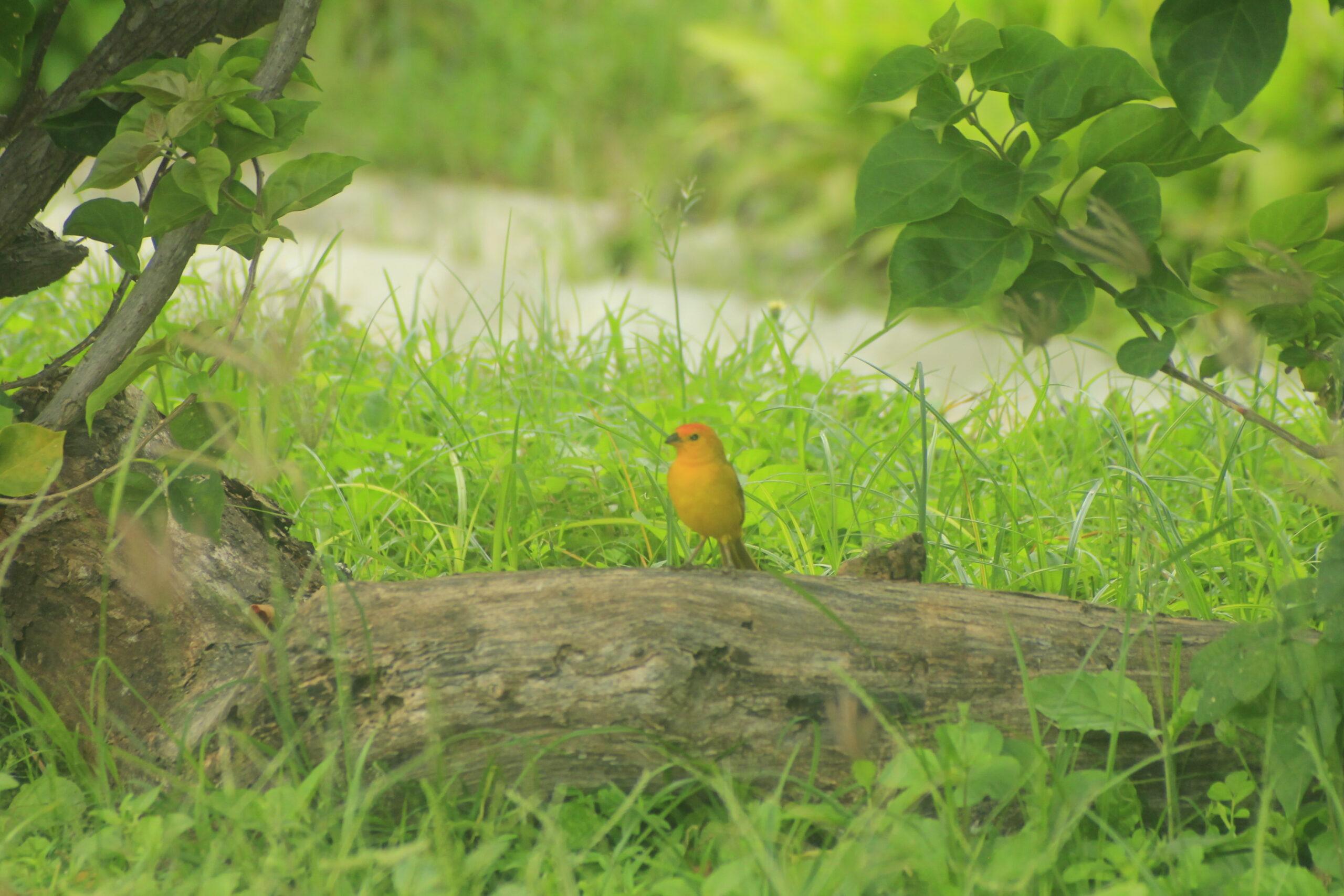 Canario