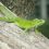 Iguana Verde