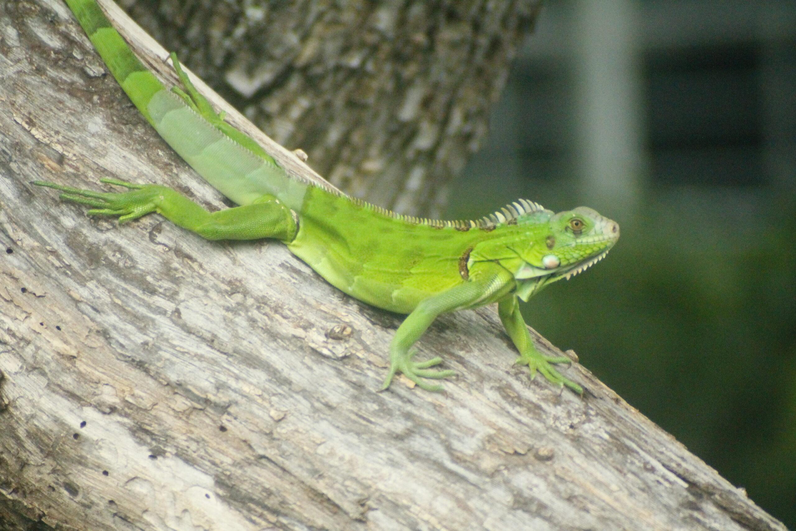 Iguana Verde